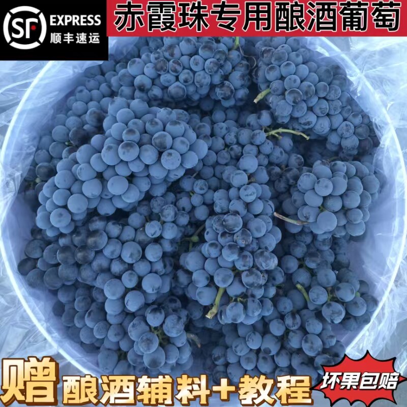 新鲜葡萄怀来赤霞珠专用酿酒葡萄