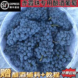 40斤新鲜赤霞珠专用酿酒小黑葡萄专用做自酿葡萄酒怀来银伟葡萄