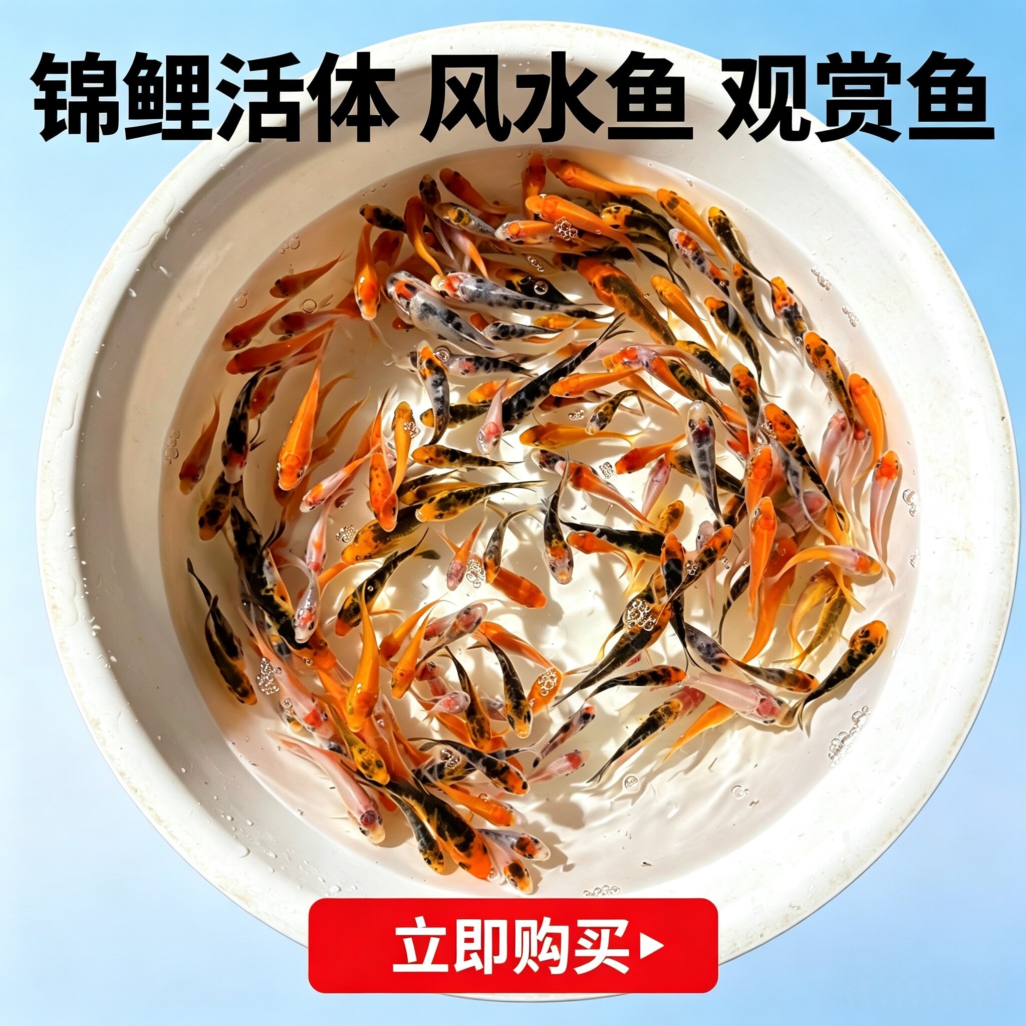 随机花色锦鲤鱼苗2cm左右