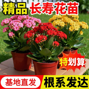 【四季开花】长寿花金狐狸带花苞重瓣盆栽室内外花卉