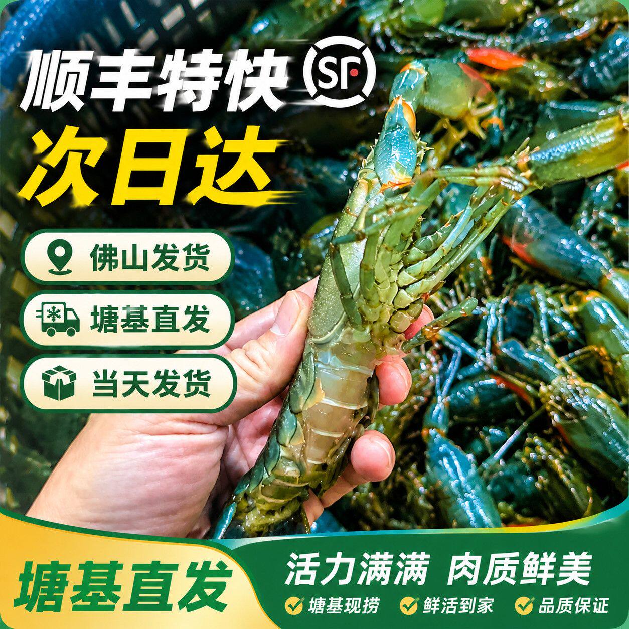 非洲淡水澳洲小龙虾鲜活五斤包邮到家活海鲜活龙虾澳洲小龙虾鲜活