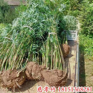 丛生慈孝竹庭院户外大型风水竹子四季小型凤尾竹米竹室内盆栽植物