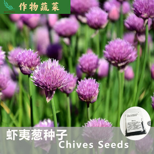 虾夷葱种子Chives Seeds粉色花中西餐烹饪料理作料阳台花园厨房