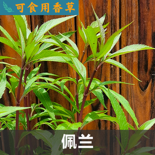 佩兰盆苗药用香草家庭园艺套种易养喜热阳台天台盆栽白紫色花朵