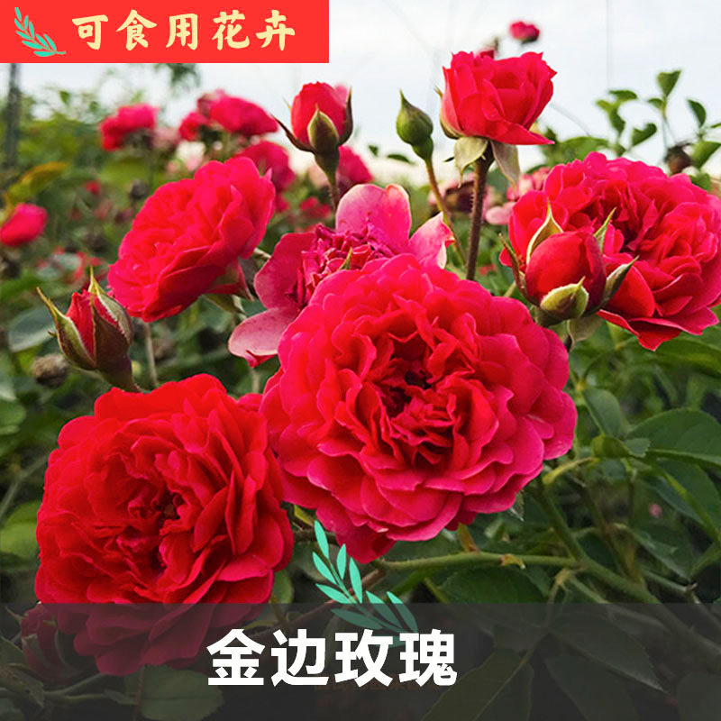 金边玫瑰可食用云南雪山月季茶饮家庭园艺花苗好养花期长开花盆栽