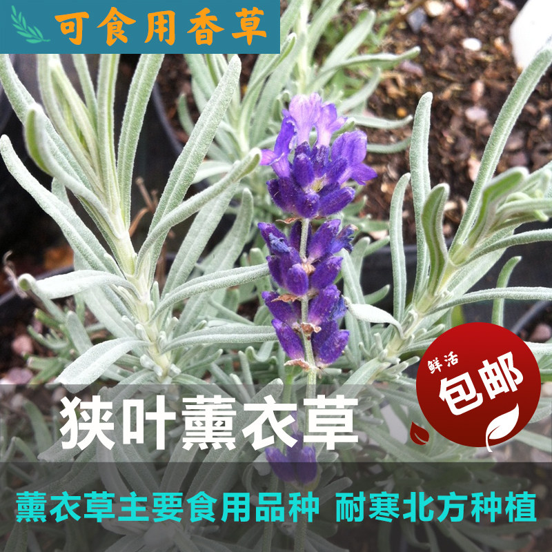 狭叶薰衣草lavender可食用香草种苗耐寒芳香植物泡茶摆盘西餐地栽