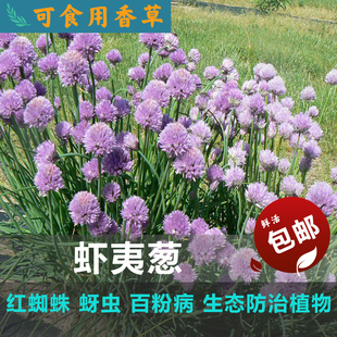 Chives虾夷葱西洋细葱德国小葱可食用绿植盆小苗花草好养防红蜘蛛