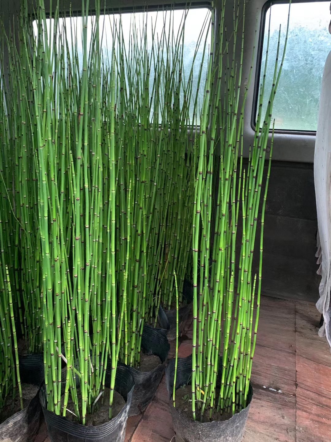 木贼盆栽多年生花境植物节节高水生花卉日式庭院造景四季常绿耐寒