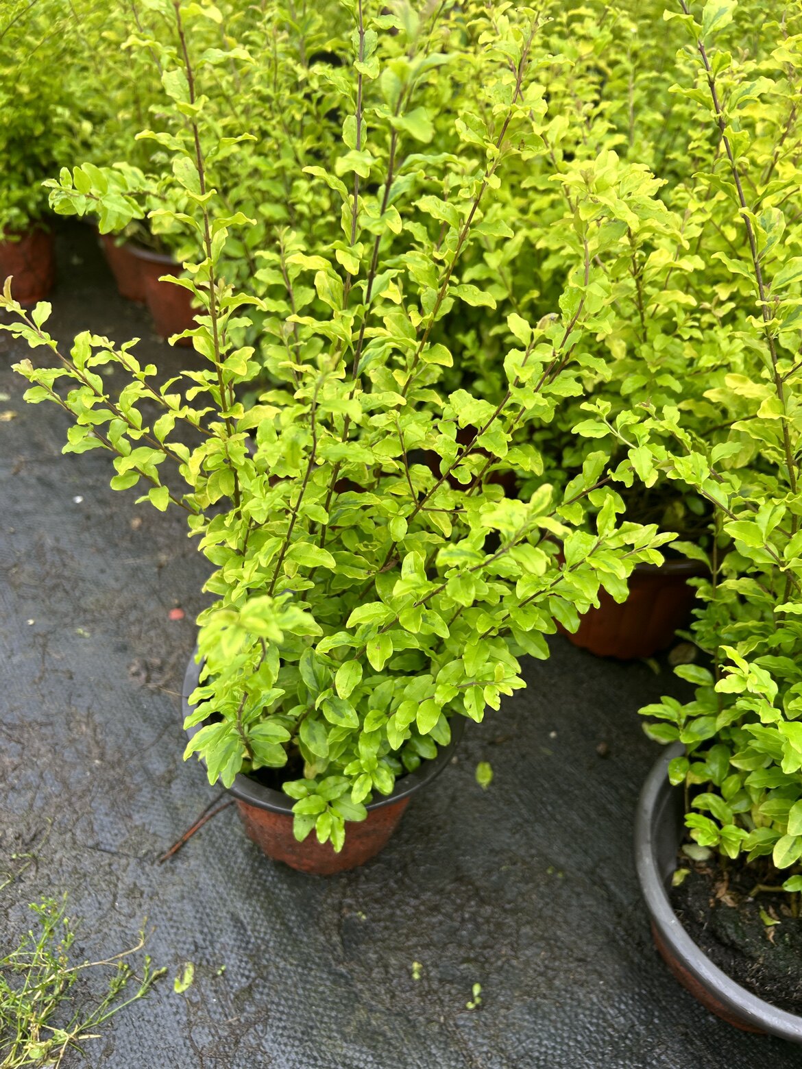 亮金女贞花境植物多年生