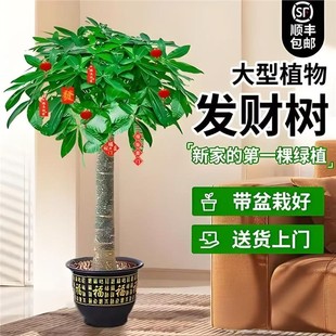 发财树客厅盆栽室内植物办公室乔迁新居送礼招财树好养大型绿植