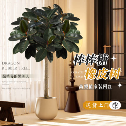 橡皮树黑金刚像皮树客厅大盆栽棒棒糖老桩象皮树绿植室内大型真树