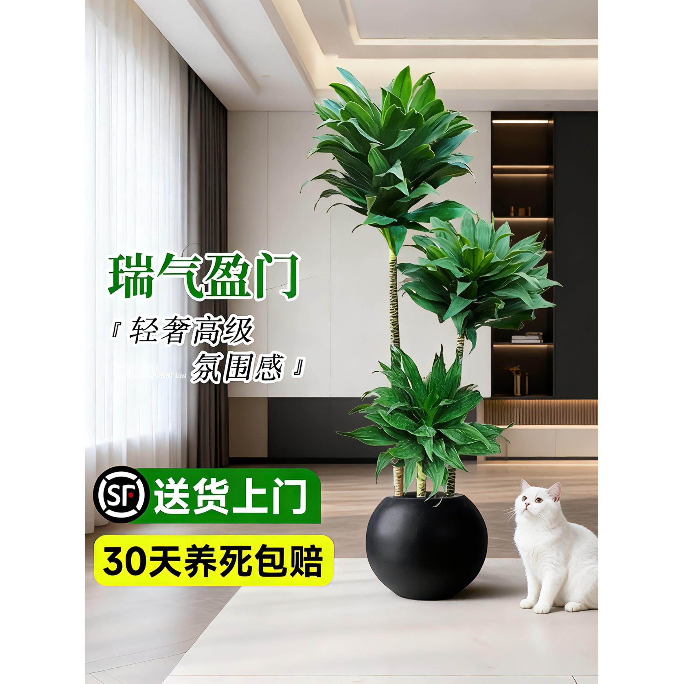 太阳神植物盆栽老桩龙血树