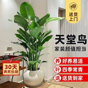 天堂鸟客厅绿植室内落地盆栽大型植物办公室高级感真树鹤望兰盆栽