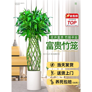 大型绿植富贵竹笼盆栽客厅室内落地大号盆景植物大棵真树开业送礼