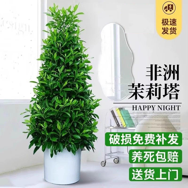 非洲茉莉塔绿植盆栽四季常青