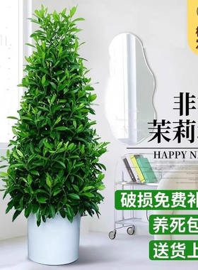 非洲茉莉塔绿植盆栽四季常青