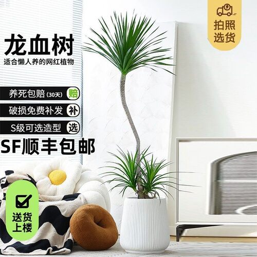 龙血树客厅绿植龙须树龙铁树客厅绿植室内大型高级感植物造型盆栽