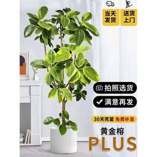 黄金榕盆栽橡皮树客厅办公室花卉植物室内大型绿植琴叶榕观叶高级