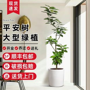 平安树客厅大盆栽幸福树四季大型绿植老桩造型盆景室内办公室旺宅