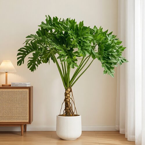 龙鳞春羽盆栽客厅大型植高级感