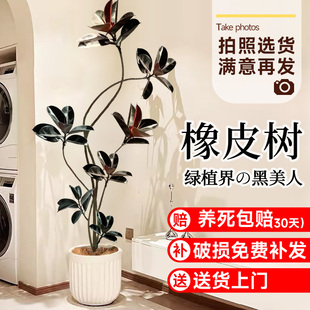 黑金刚橡皮树客厅大盆栽绿植办公室内大型植物落地式大号真花禄植