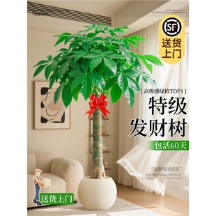 发财树客厅盆栽大花卉绿植物室内办公室四季好养大树客厅摆件盆景