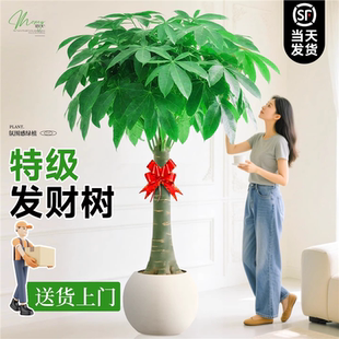 发财树客厅大盆栽绿植室内大型植物大棵老桩招财树办公室乔迁好养