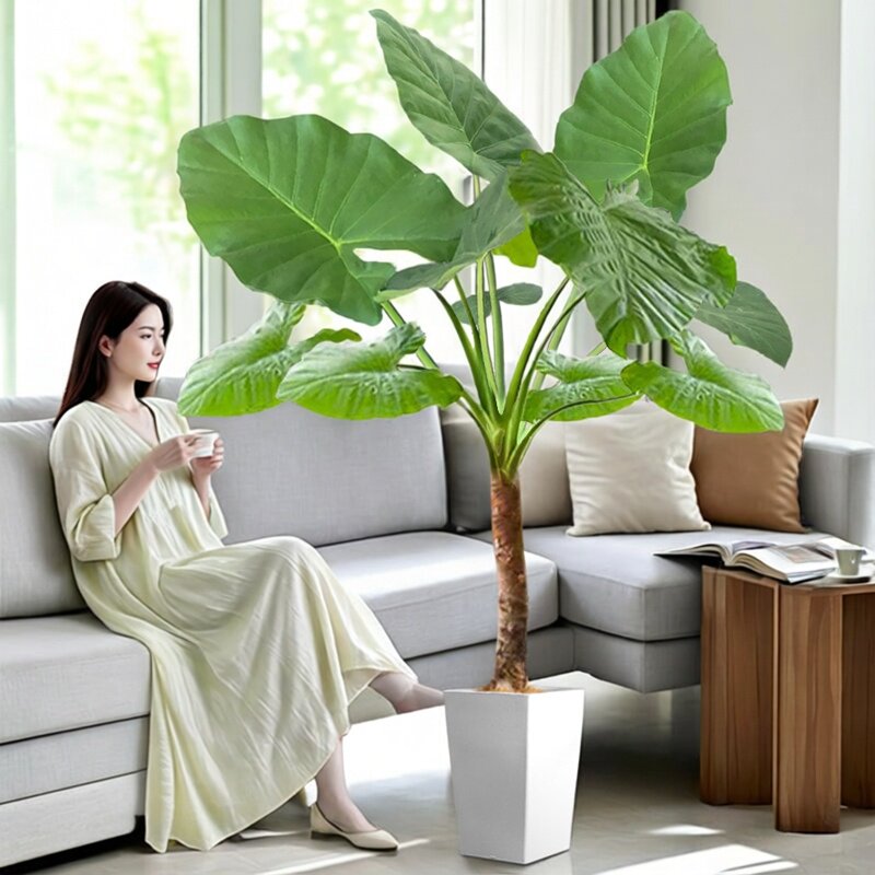 滴水观音绿植大叶老桩盆栽室内客厅大型植物花卉盆景小叶千手观音