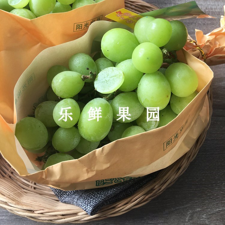 现摘香印青提一包600g清香纯甜阳光玫瑰提子新鲜绿葡萄水果顺丰
