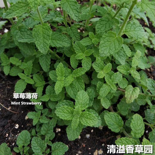 草莓薄荷 Mint Strawberry 薄荷盆栽 清新草莓味 可食用薄荷品种