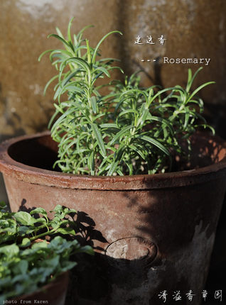 迷迭香 Rosemary 直立/匍匐/阔叶迷迭香苗盆栽 香草料理牛排食材