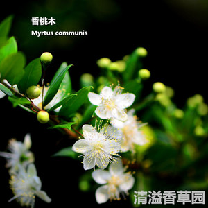 香桃木Myrtus communis 爱神木 香草绿植 香草花卉 常绿芳香植物