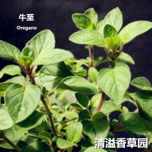 希腊牛至甜牛至 牛至 奥勒冈 盆栽香草料理 Oregano 披萨草叶食材