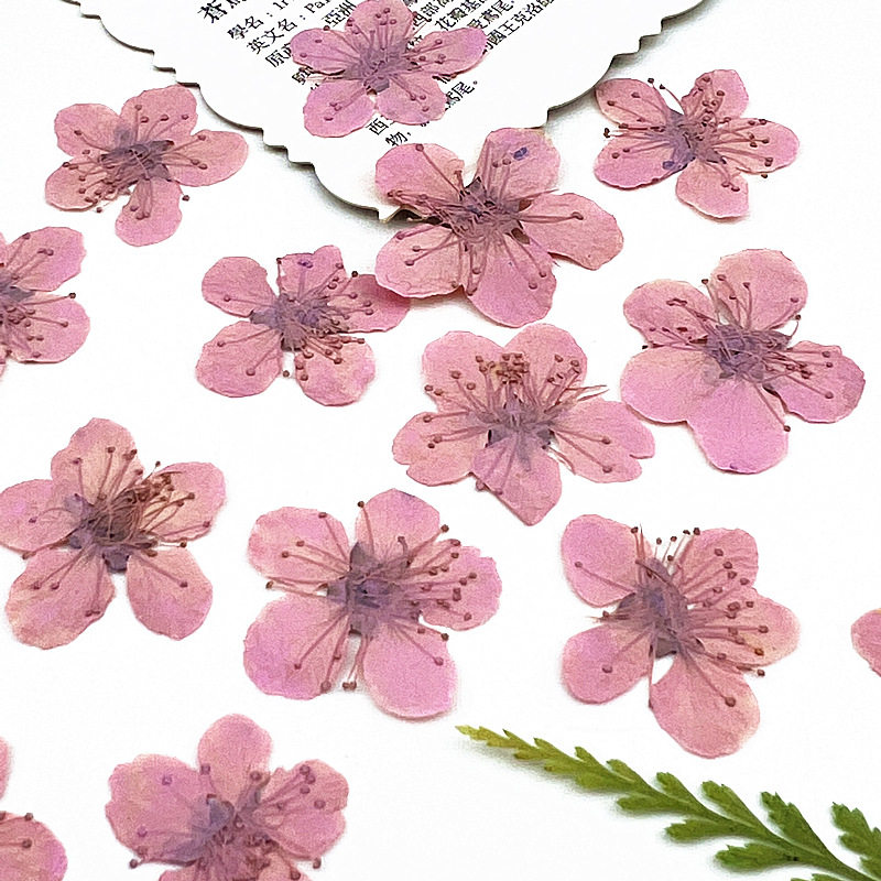 小桃花染色干花压花真花材料di干花
