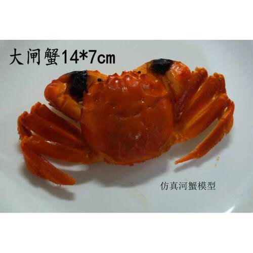 仿真一比一食物模型样品展示螃蟹大闸蟹河蟹仿真模型摄影道具