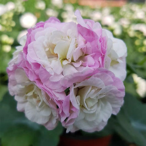 垂吊重瓣天竺葵蔓天开花室内外庭院阳台花苗绿植盆栽