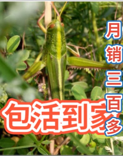 野生蚂蚱活体宠物蹬倒山大青