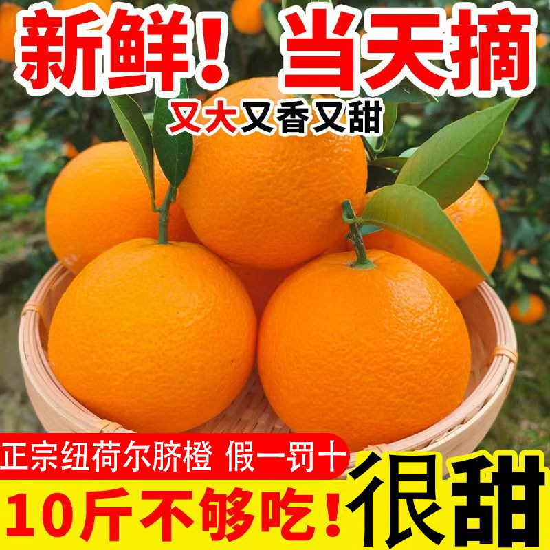 四川泸州市古蔺马蹄甜橙