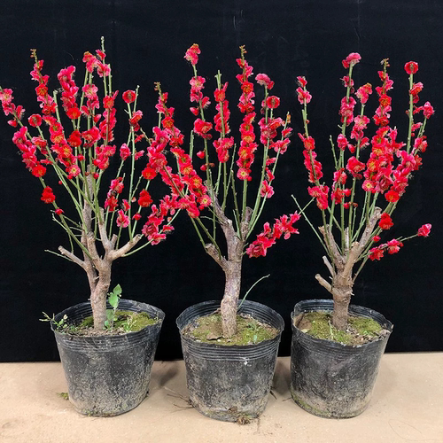 原生梅花盆栽腊梅红梅绿梅盆景老桩室内阳台庭院树苗四季耐寒花卉