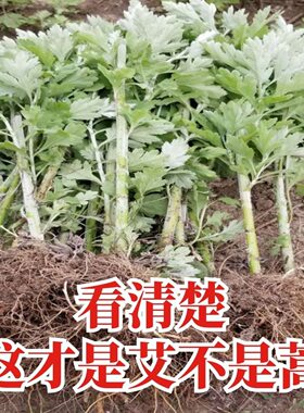 农村正宗新鲜食用艾草苗驱蚊甜艾苗阳台庭院四季种植种苗药用