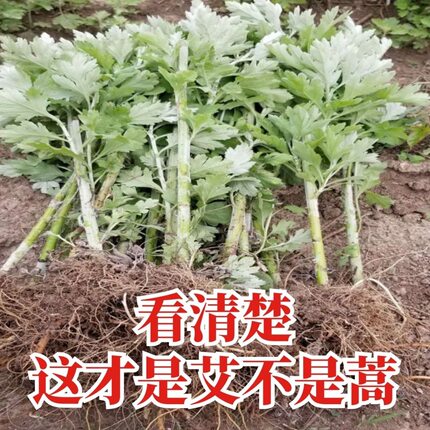 农村正宗新鲜食用艾草苗驱蚊甜艾苗阳台庭院四季种植种苗药用