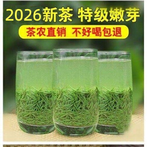 信阳毛尖明前嫩芽尖新茶叶