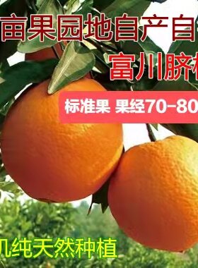 正宗富川脐橙有机种植橙子手剥橙脐橙