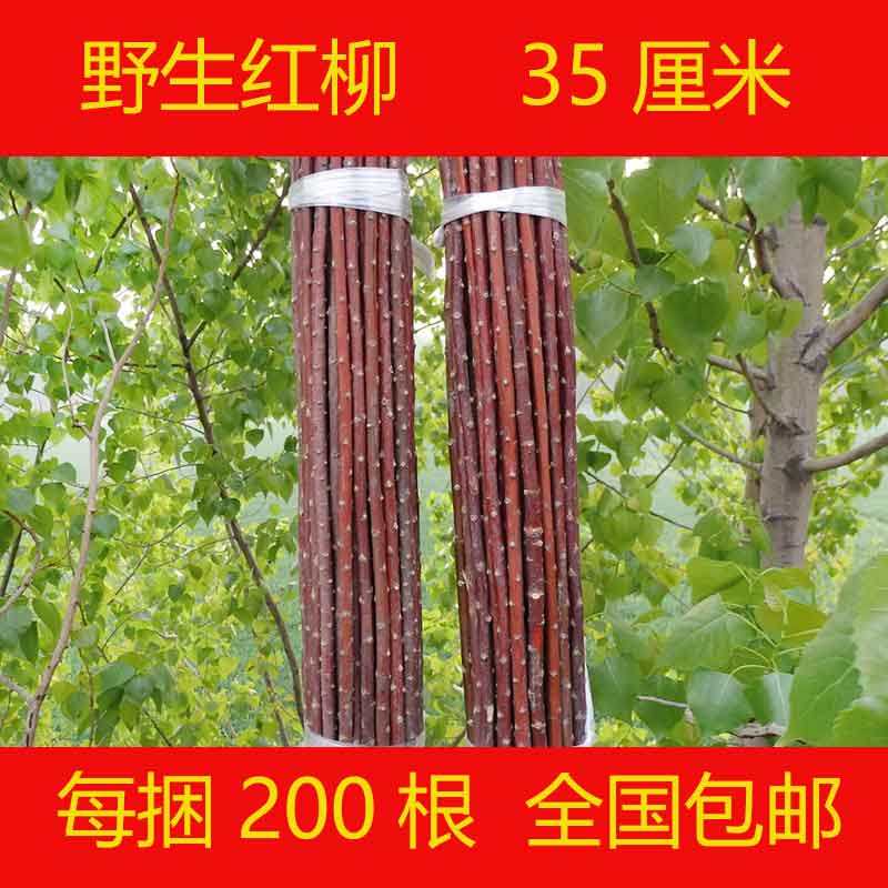 红柳烤肉签子35cm200根户外烧烤羊肉串签子烤肉神器正宗新疆野生