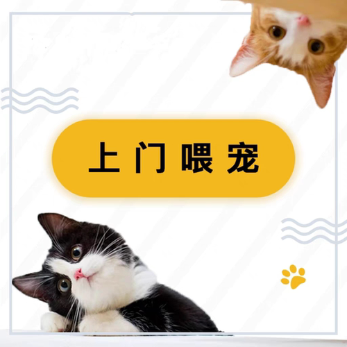 嘉兴上门喂猫猫咪上门喂猫服务喂养猫咪上门铲屎换水代养代喂服务