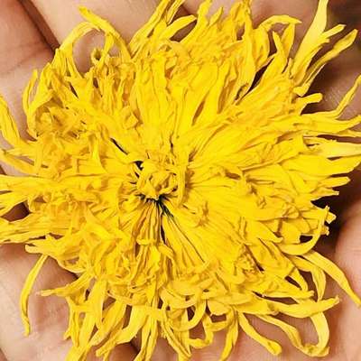 金丝皇菊花草茶50克黄山实惠