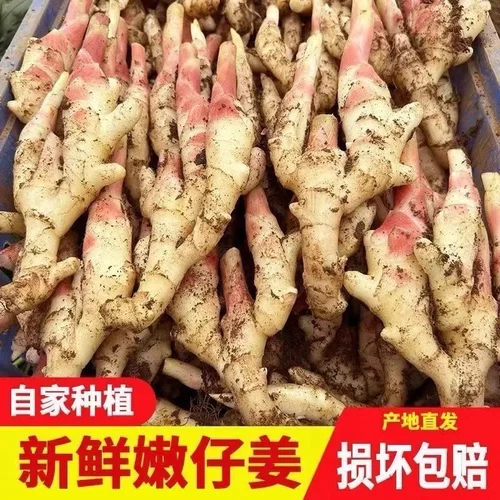嫩姜仔姜广西特产嫩姜芽生姜嫩姜红芽姜做泡糖醋姜当季新鲜带泥发