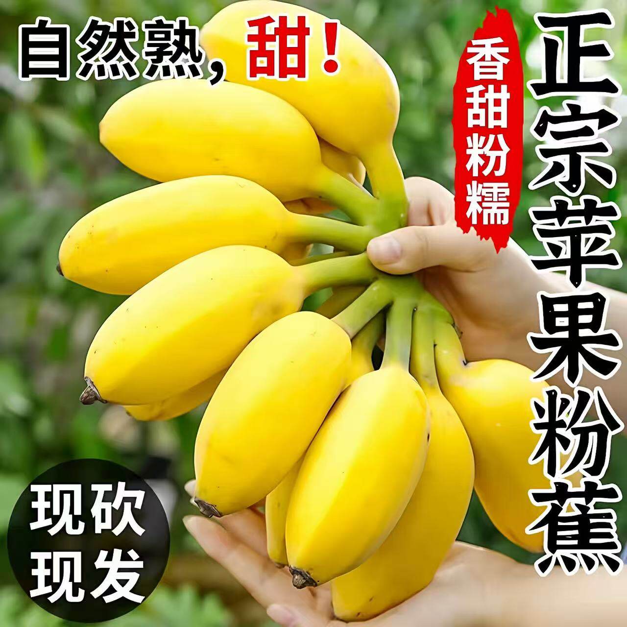 【楚妍】农家种植广西苹果蕉新鲜水果香蕉3斤5斤9斤新鲜当季水果
