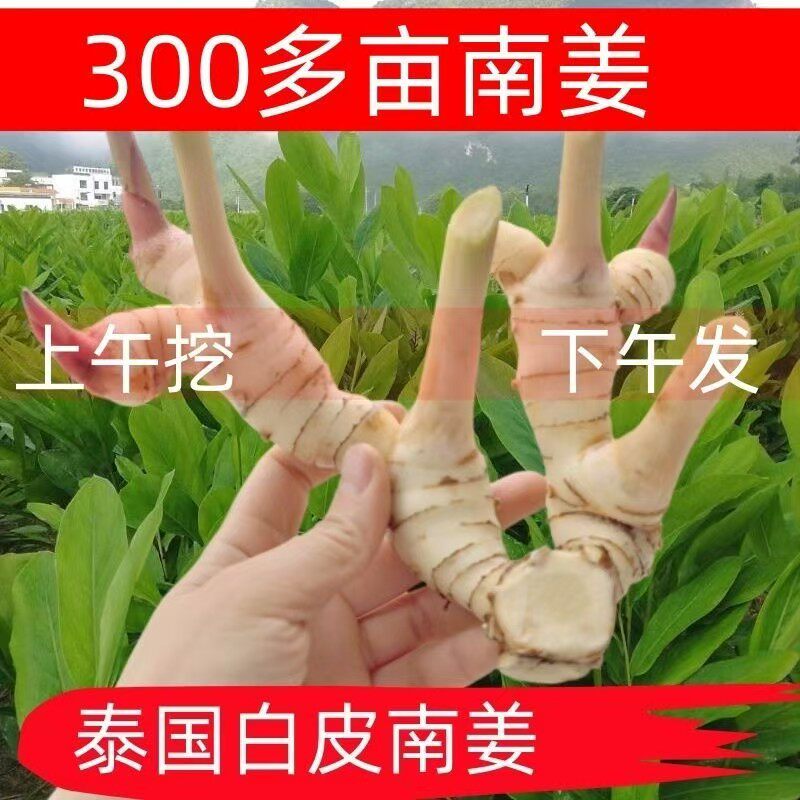 新鲜泰国南姜泰式南姜白皮南姜香茅冬阴功汤料原料