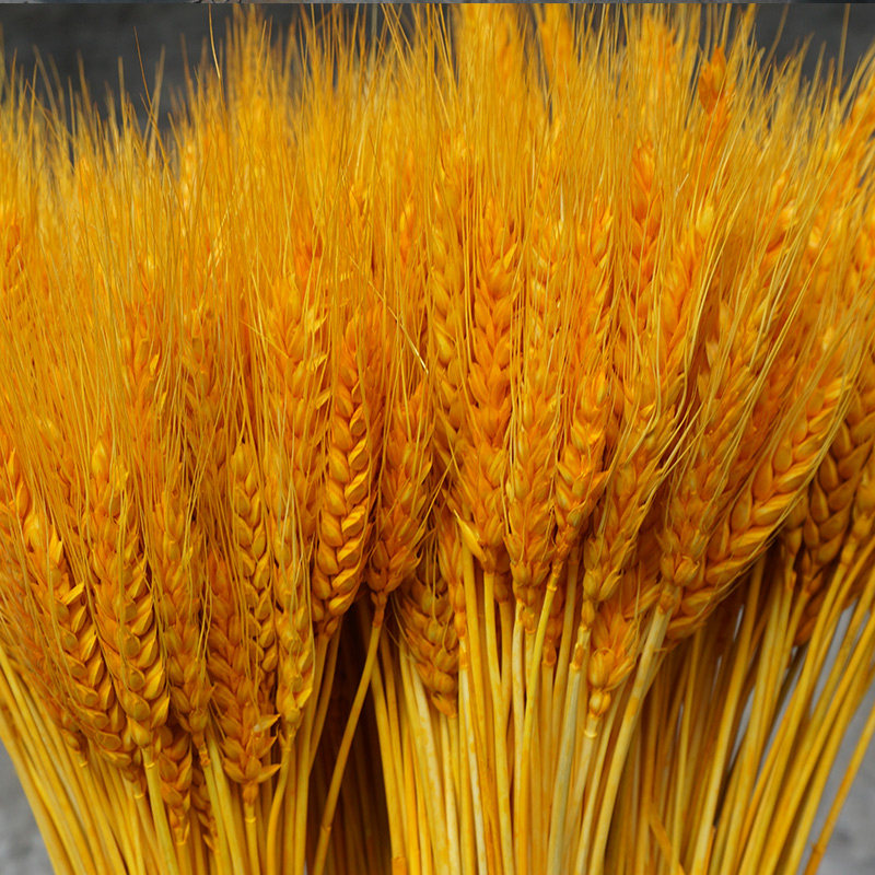 2023天然麦穗干花花束开业大麦插花篮田园装饰拍摄道具金黄色小麦